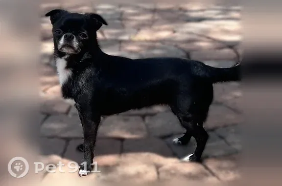 Lost dog, East Peak View Road, Phoenix — male with a red harness - photo