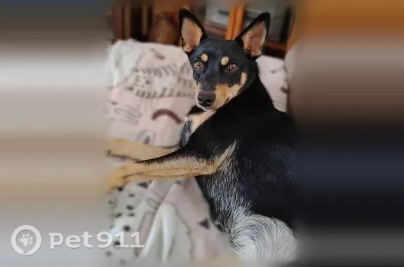 Lost female dog, Patterson Road, 2835, Grand Junction — white chest and pointed ears - photo