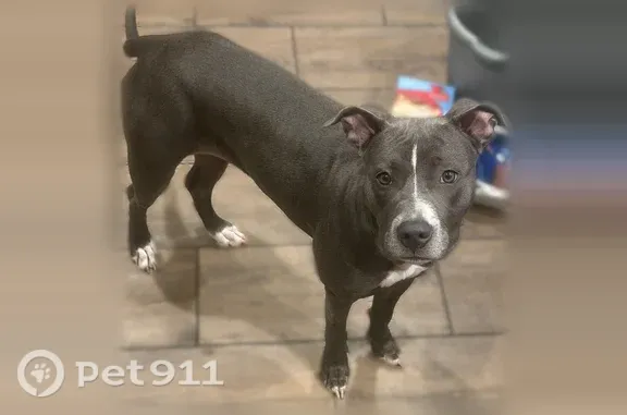 Lost Dog, Josephine Street, 4407, Denver, Lakewood — female with white markings - photo