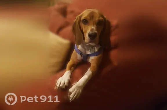 Lost dog, Pottstown — male with a blue harness and navy Penn State collar - photo