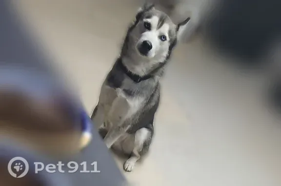 Lost dog, Dorris Street, 126, San Antonio — Siberian Husky who chased a cat - photo