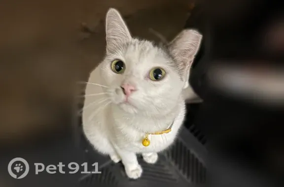 Lost cat, East 105 Terrace, 8308, Kansas City, Lee's Summit — female, answers to Squeak or Squeaker - photo
