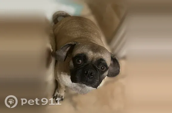 Lost dog, Maceo Lane, Fort Worth — male, neutered and microchipped - photo