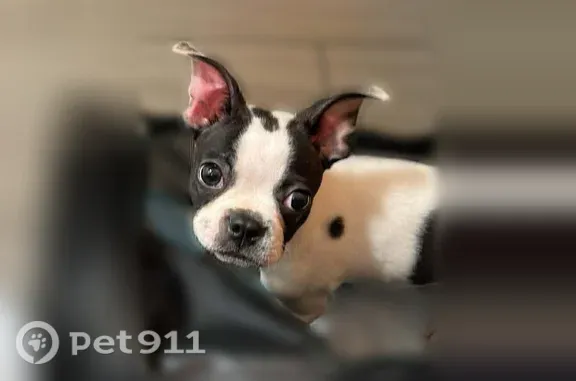 Lost Dog, West 2nd Place, 709, Mesa — Friendly Female with a Knub Tail - photo
