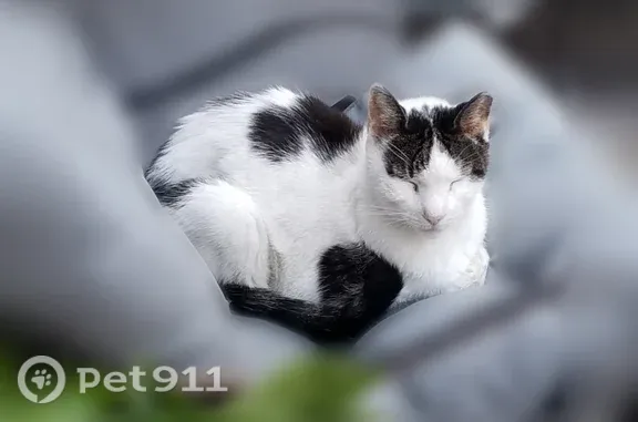 Lost male cat, 4th Avenue, 615, Brooklyn — white with gray - photo
