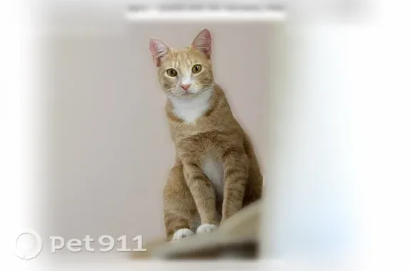Lost cat, Southwest 94th Terrace, 12325, Miami — orange tabby with white chest and paws - photo