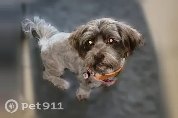 Lost female dog, Pueblo Street, 4619, San Antonio — tan and brown with hazel-green eyes - photo