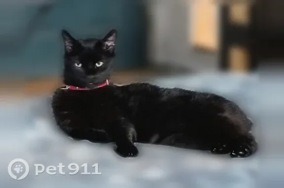 Lost Cat, South Main Street, Arcanum, Lewisburg — female black Manx with no tail - photo