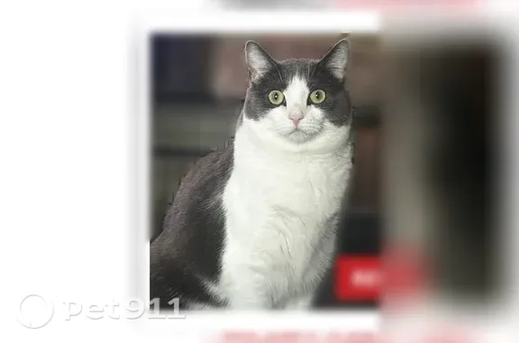 Lost cat, Crestwood Drive, 145, West Warwick, Cranston - photo
