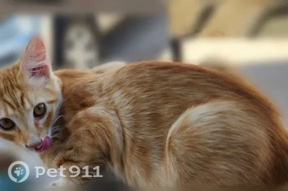 Lost male cat, Kingman, Arizona, Arlington — orange tabby kitten with a leopard-like spot - photo