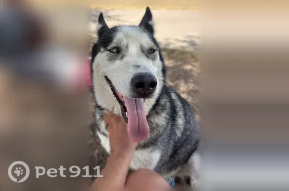Found dog Pflugerville, photo: Found dog, female, Pecan Street East, 201, Pflugerville — friendly with blue eyes