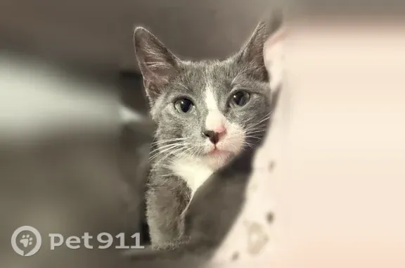 Lost cat, East Centerton Boulevard, 501, Centerton, Tulsa — male with white paws - photo