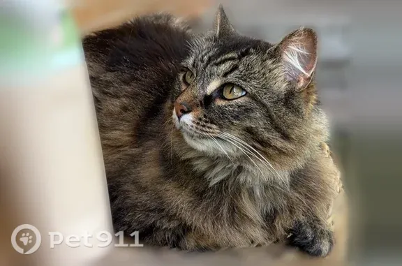 Lost female cat, Woodlawn Drive, Tipp City — long-haired brown tabby - photo