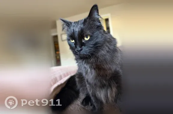 Lost cat, Paradise Lane, 556, Edmonds — male with yellow eyes - photo