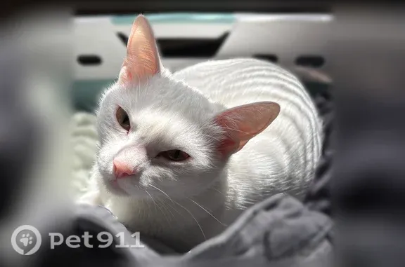 Lost cat, Alden Lane, 1905, Little Rock — small white female with green eyes - photo