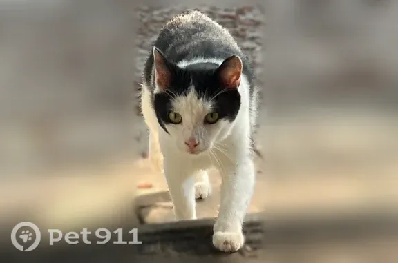 Lost cat, male, Cape Fear Drive, Georgia, Savannah — black and white with green/yellow eyes - photo