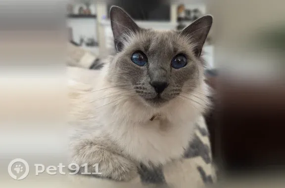 Missing cat Portland, photo: Lost female cat, Southwest Taylor Court, 9837, Tigard, Portland — white Balinese with a long-haired tail