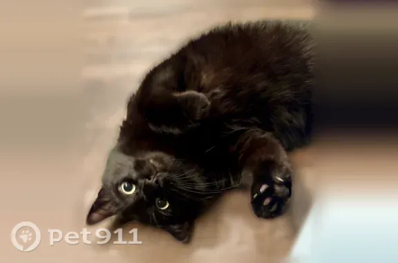 All black, medium length coat, double pawed. Super friendly. Loves people.