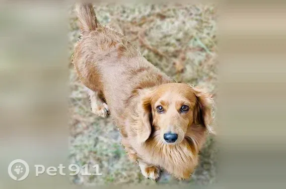 Lost dog, Ponderosa Road, 3096, Cameron, Cameron — male longhair dachshund - photo