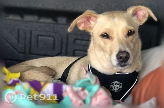 Lost dog, Lindley Avenue, 6709, Los Angeles — beige, timid male - photo