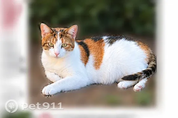 Lost cat, Lord Byron Drive, 3205, Bethlehem — female calico - photo
