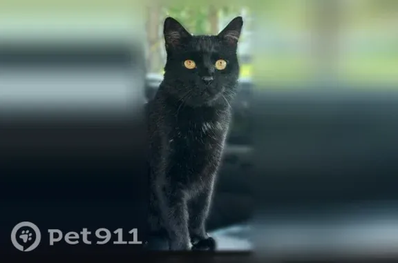 Lost male cat, Alder Avenue 2577, East Meadow — black cat with a tiny ear cut - photo