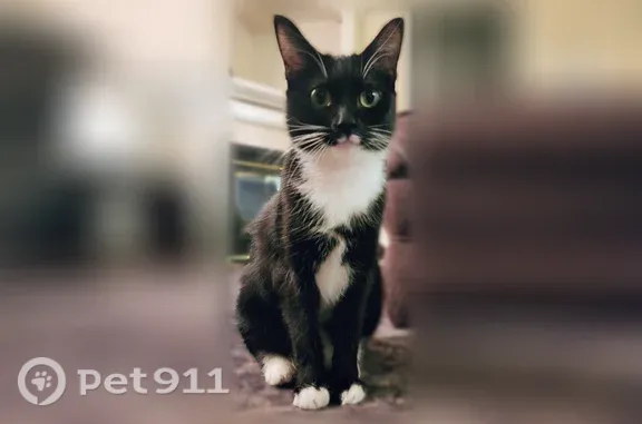 Lost female cat, Southeast 168th Avenue, 620, Vancouver, Portland — white mustache and paws - photo