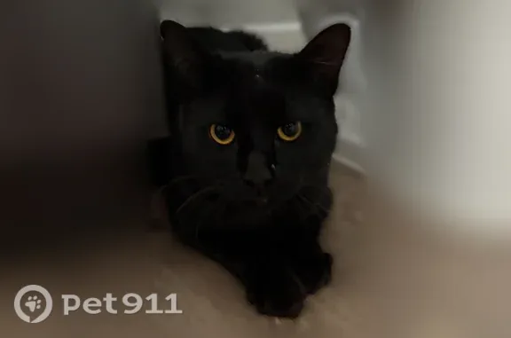 Found cat Euless, photo: Found male cat, West Euless Boulevard, 850, Euless — black cat with golden eyes