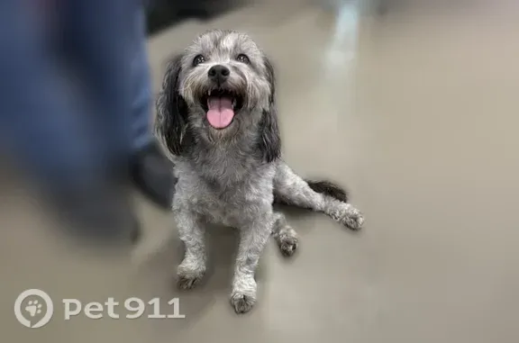 Lost dog, Rock Creek Drive, Bowling Green — small, gray, friendly male - photo