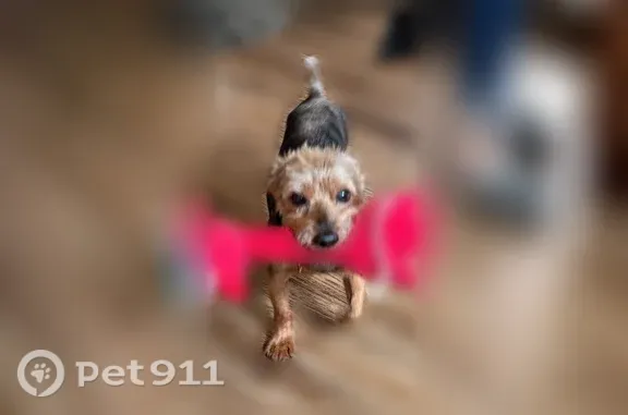 Lost dog, Clancy Street, 26091, Roseville, Detroit — 13-year-old male Yorkie with black-and-tan fur - photo