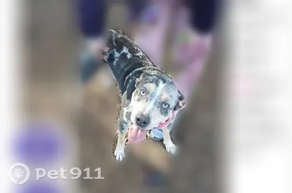 Lost dog, East Johnson Avenue, 2472, Pensacola, Atlanta — pregnant spotted female - photo