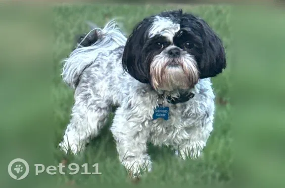 Lost dog, Millers View Road, 3100, Conway, Conway — male with a black and blue collar - photo