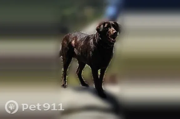 Lost female dog, Riverside Drive, 1471, Auburn — Chocolate Lab - photo