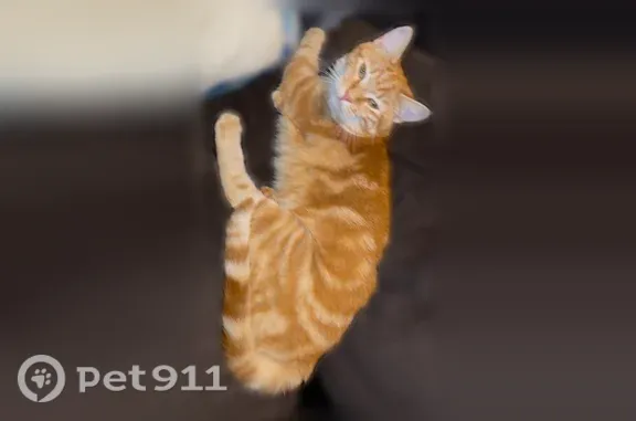 Lost cat, Wilton, Maine, East Providence — male orange tabby - photo