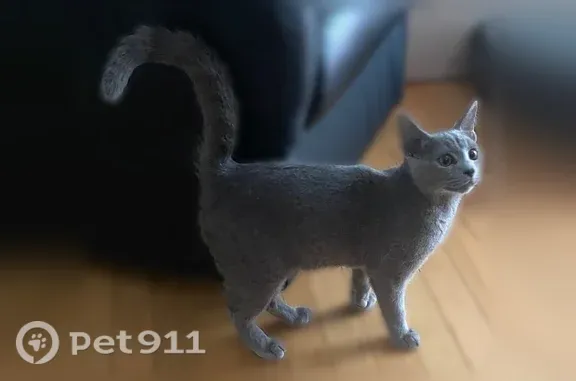 Lost male cat, Newton, Massachusetts, Manchester — green eyes - photo