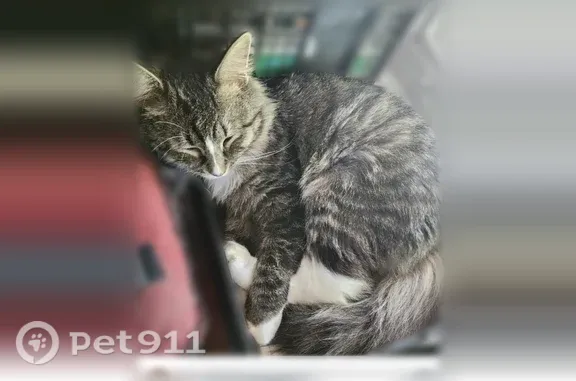 Lost male cat, Keller Street, State College, Johnstown — white paws and red collar - photo