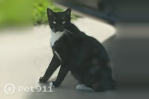 Missing cat Kissimmee, photo: Lost cat, Southeast 140th Place, 6150, Kissimmee — male, ear-tipped and fixed