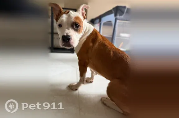 Found dog Brooklyn, photo: Found dog, Bay 14th St & Shore Pkwy, Brooklyn, NY 11214, USA, Brooklyn — friendly female with a pink collar