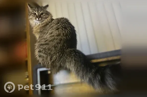 Missing cat Lansing, photo: Lost cat, North Shore Drive, 1603, East Lansing, Lansing — female, brownish gray