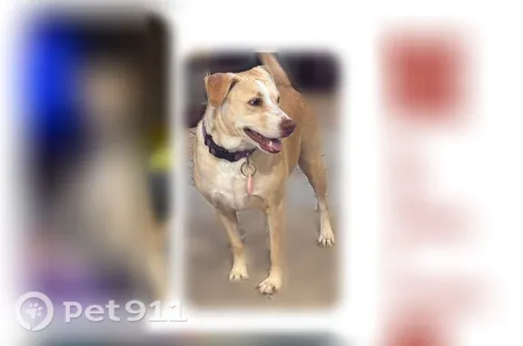 Lost female dog, Mendoza Street, Corpus Christi — tan Labrador - photo