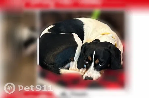 Lost female dog, Gabriel Way, 127, Wagener — friendly tricolor beagle mix - photo