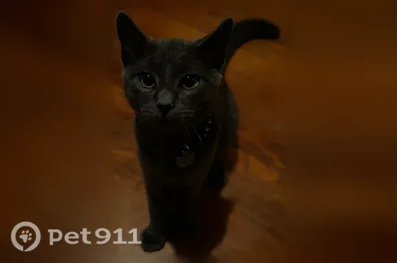 Lost cat, Mallory Avenue, 271, Staten Island — grey male, responds to his name - photo