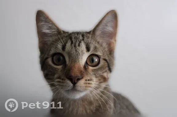 Lost cat, North 40th Street, 1225, Phoenix — bright nose and bent left whisker - photo