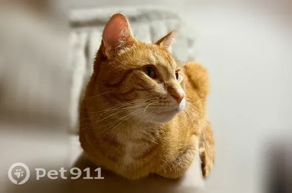 Lost cat, East Russell Avenue, 824, Milwaukee — male orange tabby - photo