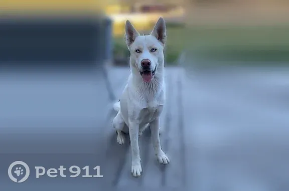 Lost dog, Southwest Canyon Road, 380, Madras, Portland — white Husky/Malamute with blue eyes - photo