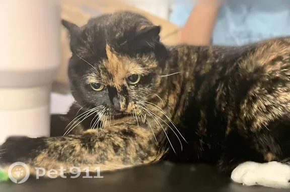 Lost cat, Oakridge Circle, Ridge, Coram — female tortoiseshell with green eyes - photo