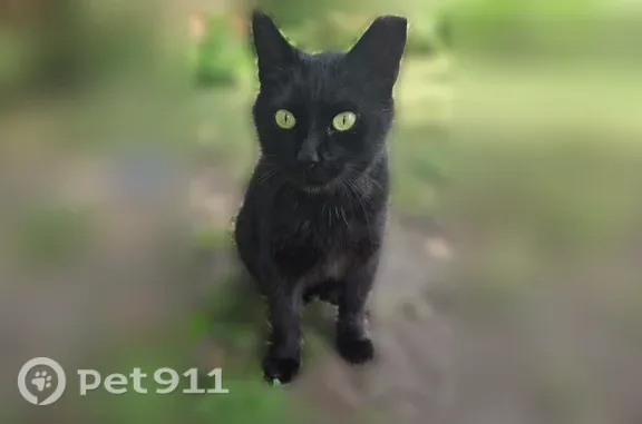 Lost cat, Gloede Drive, Warren, Chicago — solid black female with no tail - photo