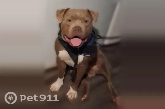 Lost dog, South Coltrane Road, 1016, Edmond — male American Bully named Hercules - photo
