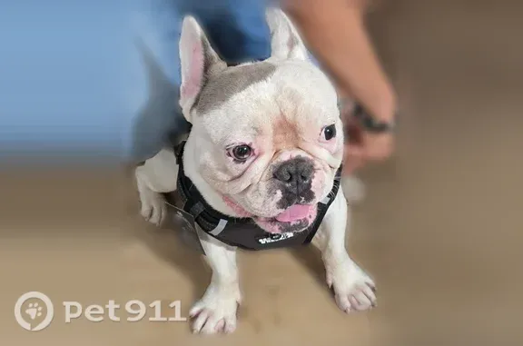 Lost dog, West Via Tierra Santa, 2050, Tucson — male, friendly and loving - photo
