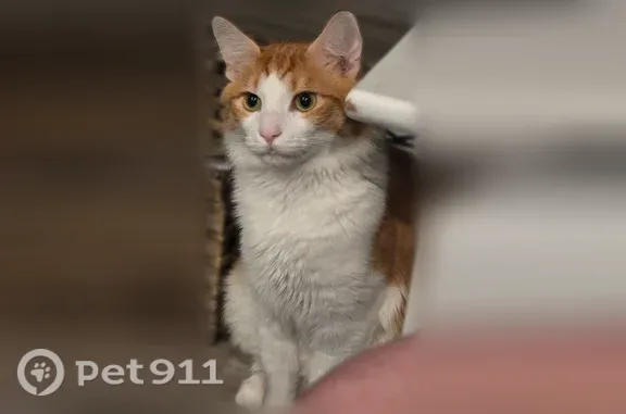 Lost cat, Hughesdale Drive, 5504, Charlotte — male with medium/long hair - photo